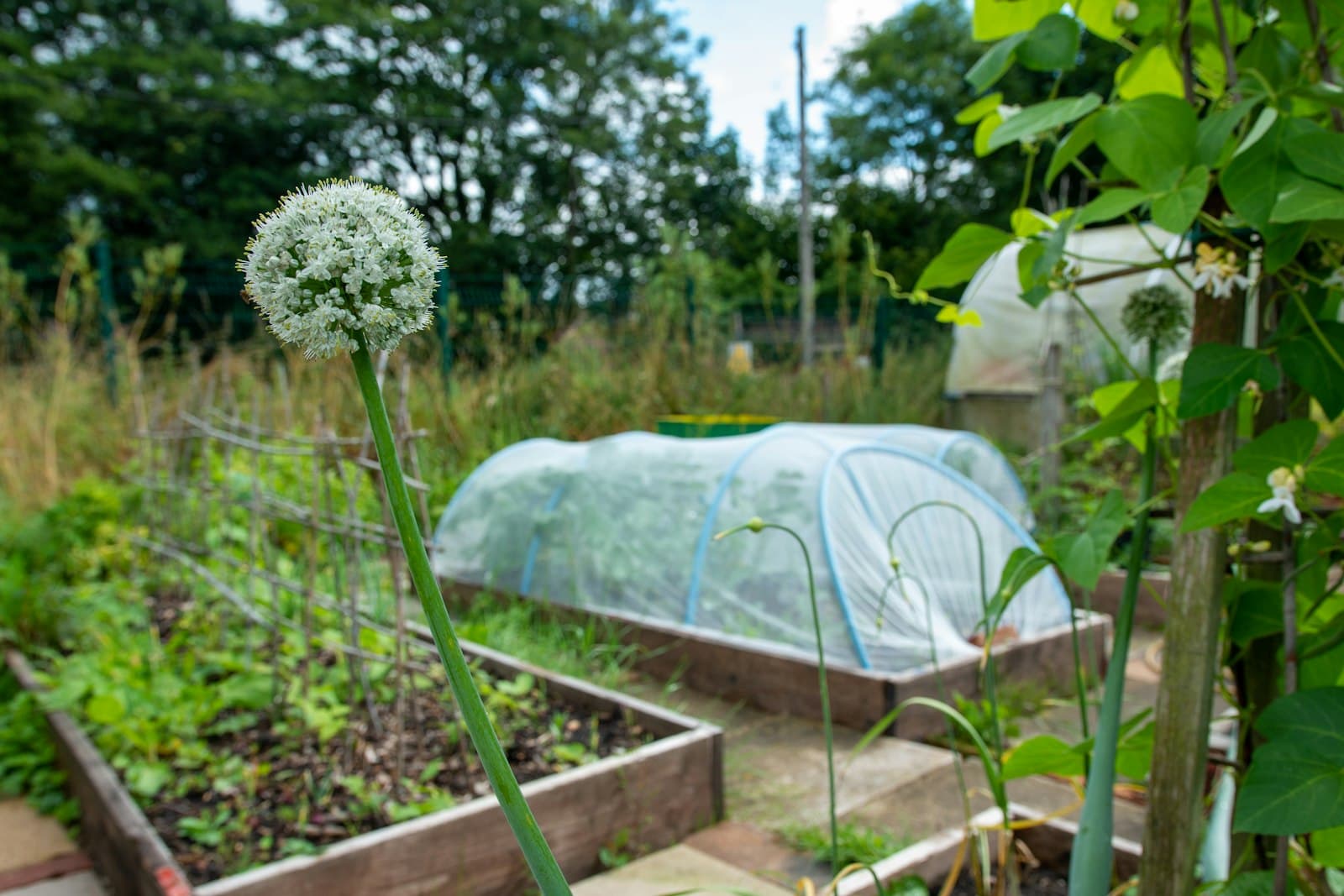 Backyard raised garden beds full of vegetables under light netting